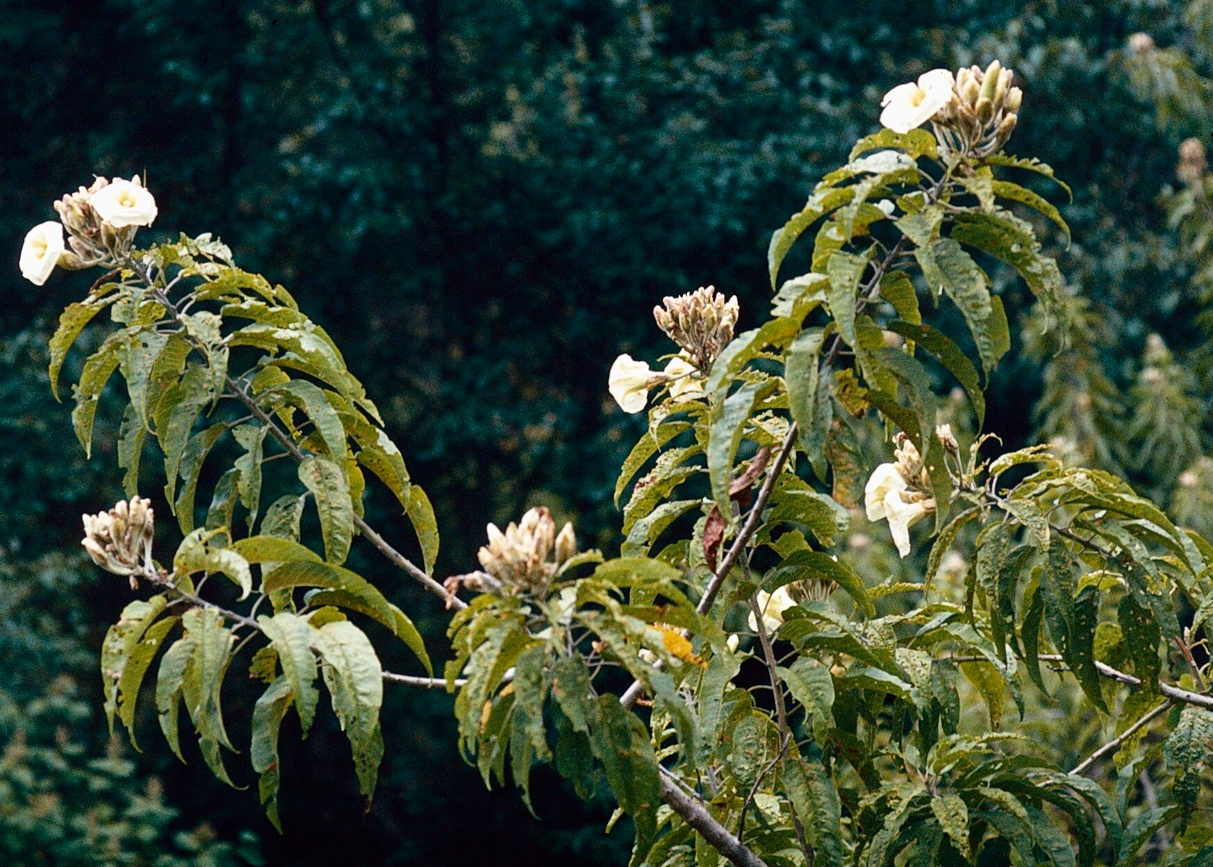 Ipomoea pauciflora habit