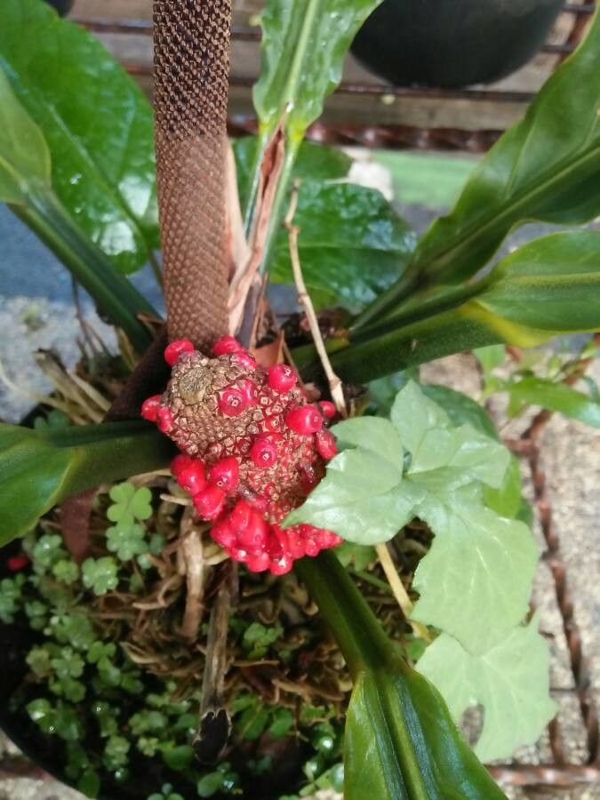 Anthurium hookeri fruit