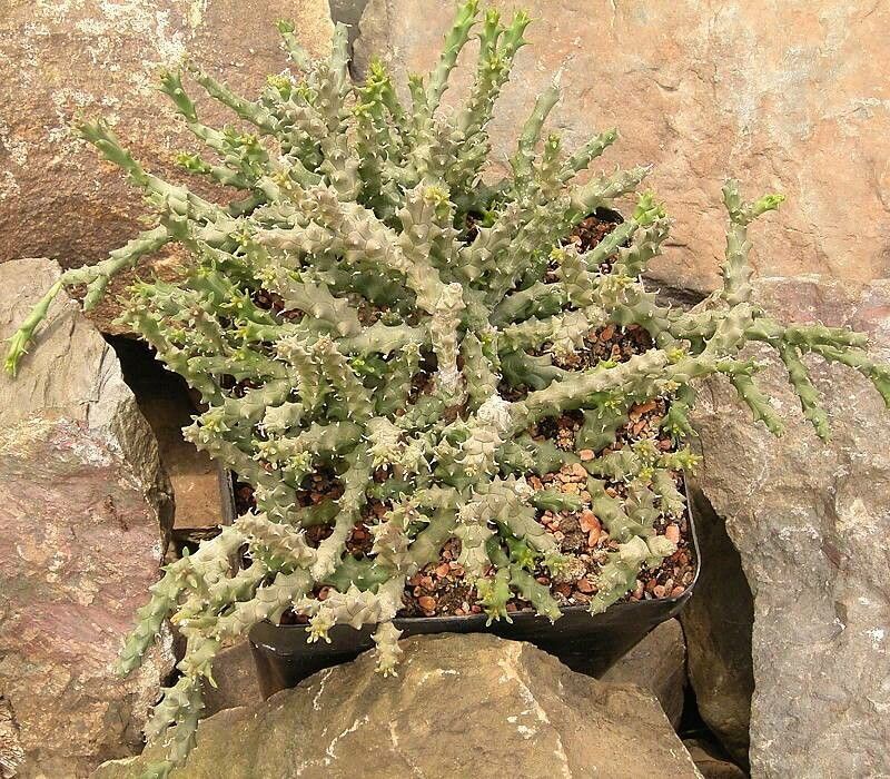 Euphorbia tridentata — houseplant care guide