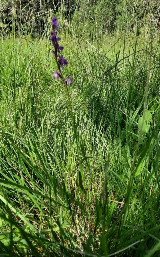Anacamptis palustris habit