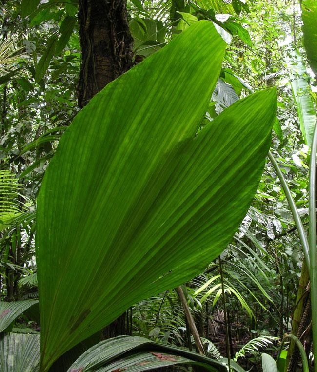 Asplundia sleeperae — houseplant care guide