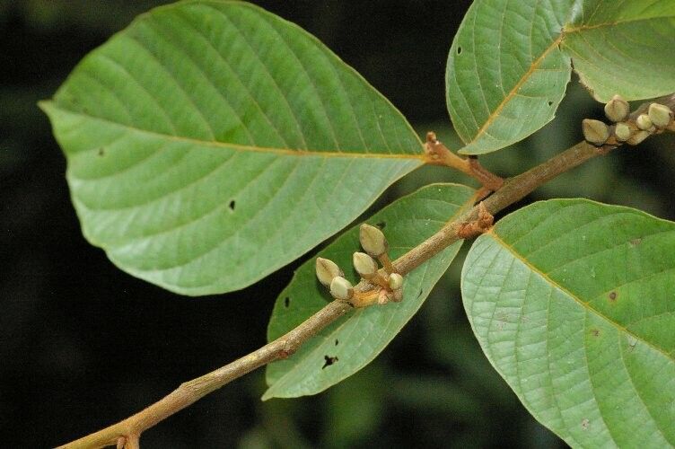 Annona excellens leaf