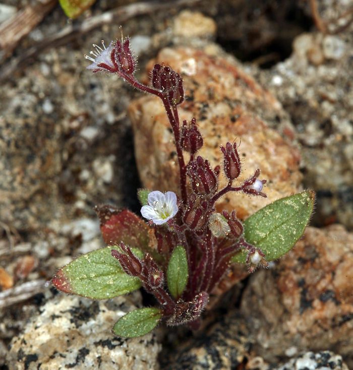 Phacelia eisenii habit