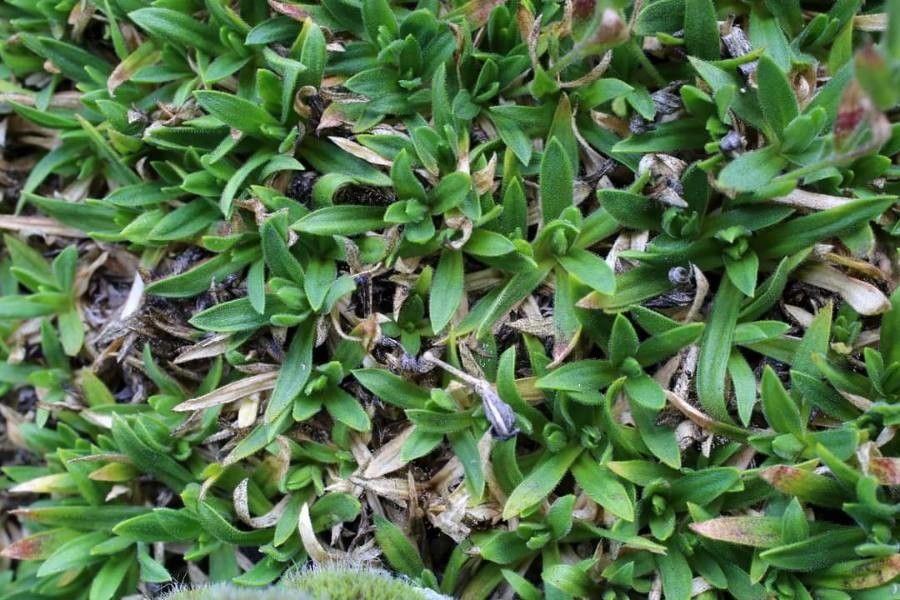 Minuartia saxifraga leaf