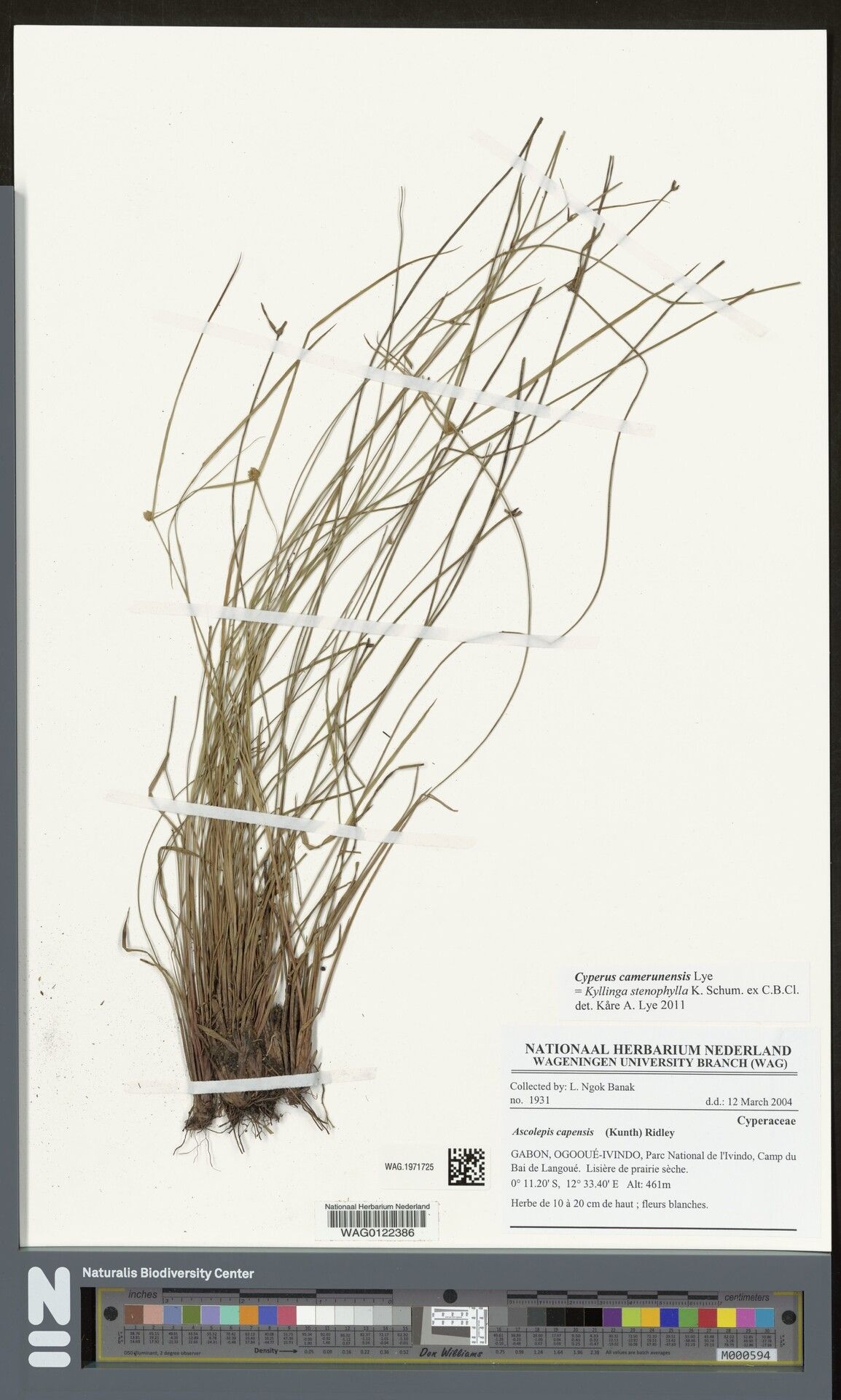 Cyperus camerunensis — houseplant care guide