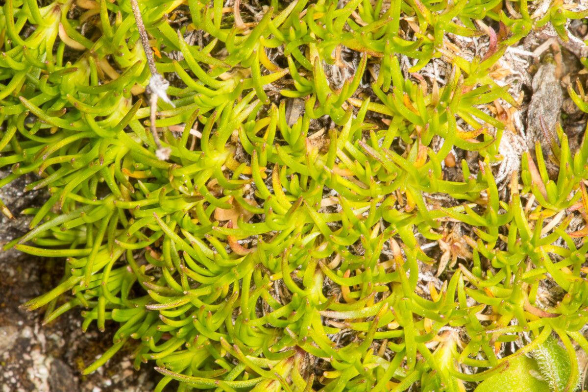 Minuartia recurva — houseplant care guide