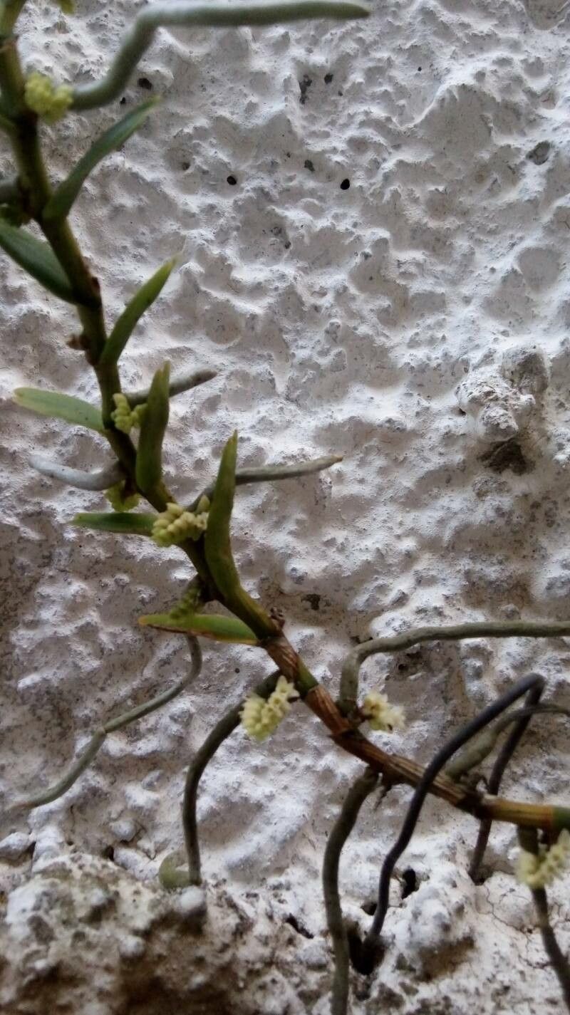 Appendicula reflexa flower