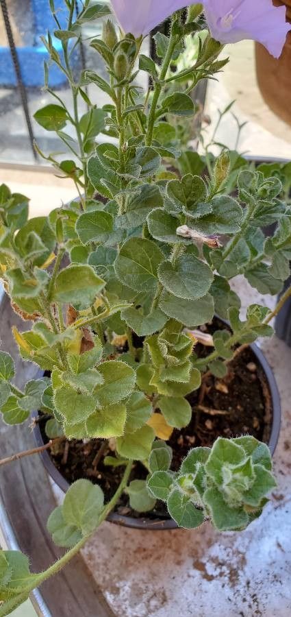 Convolvulus sabatius leaf