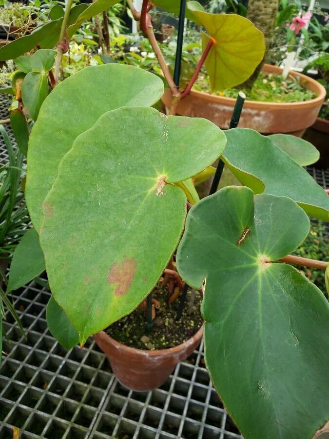 Begonia sanguinea habit