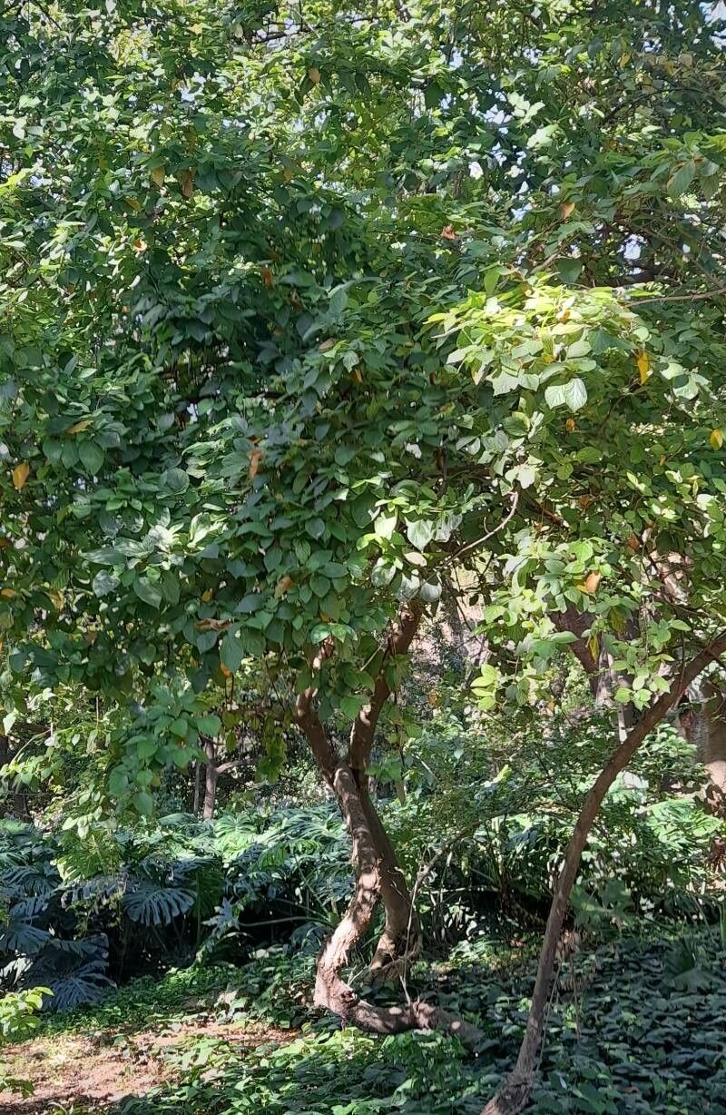 Grewia oppositifolia habit