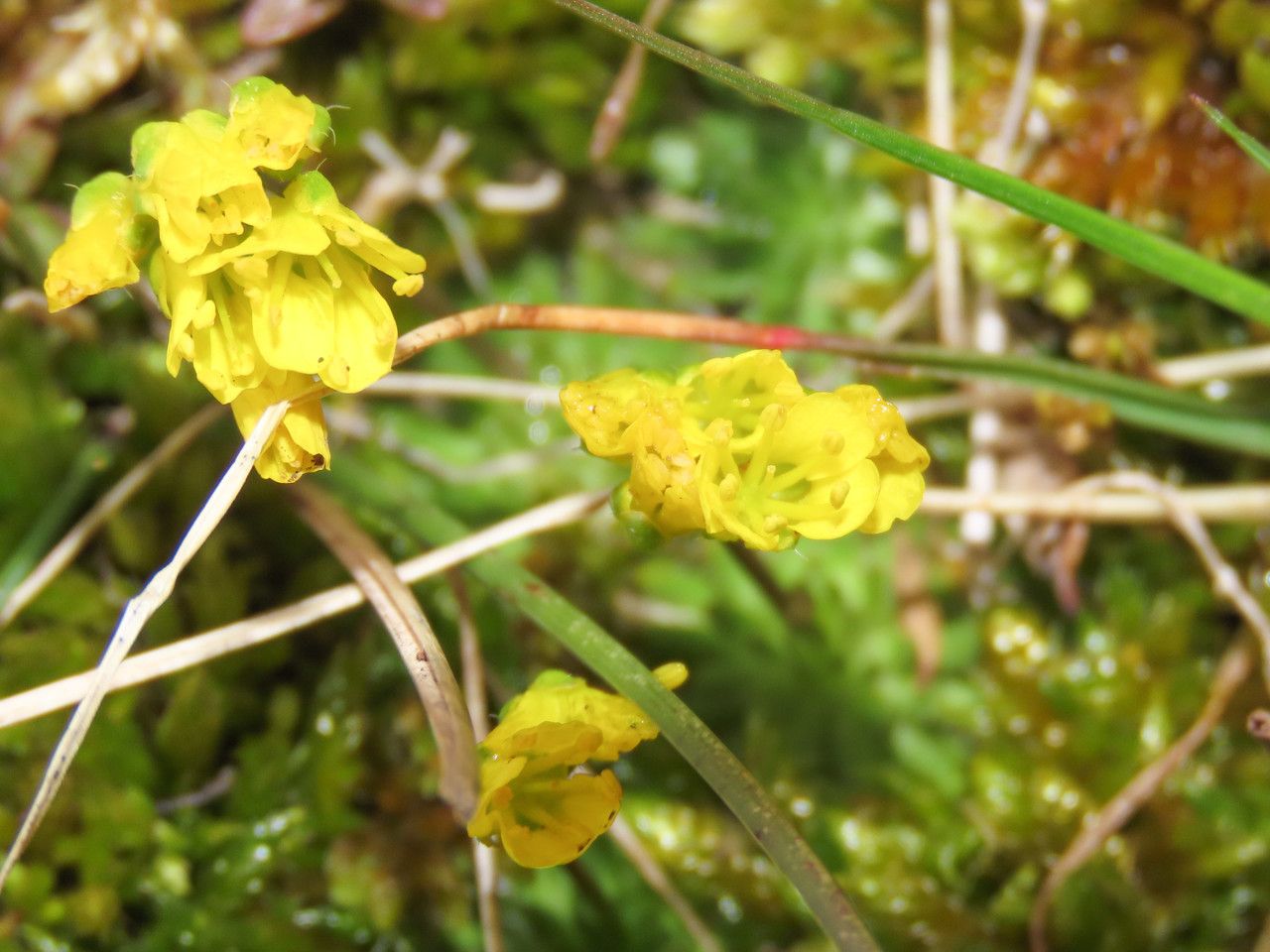 Draba aizoides flower