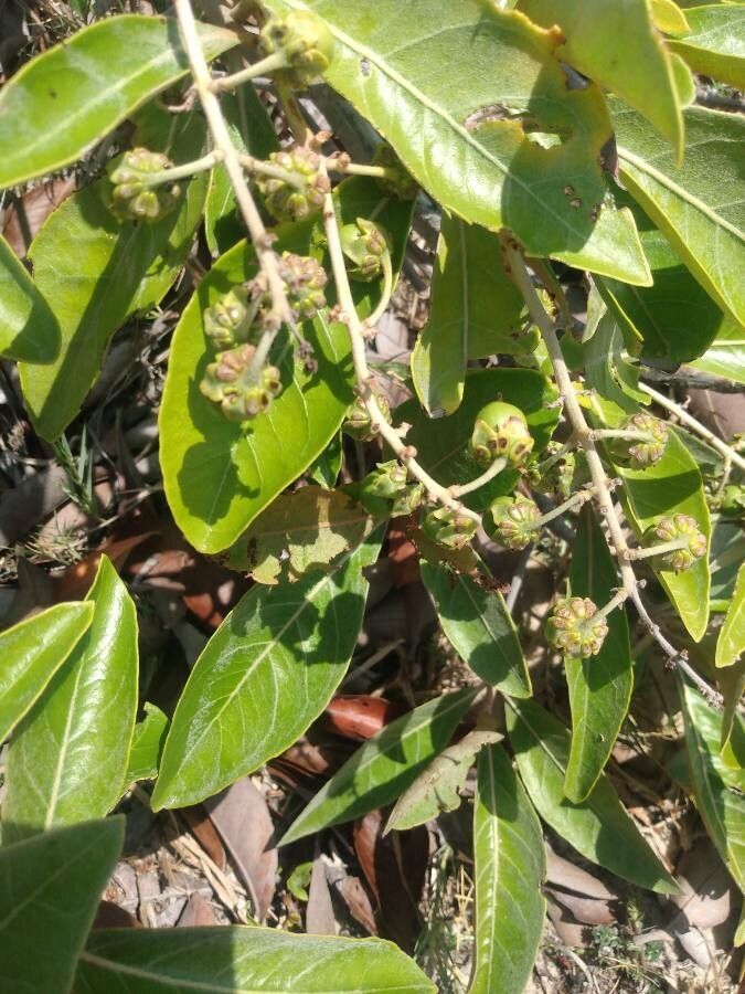 Byrsonima crassifolia fruit