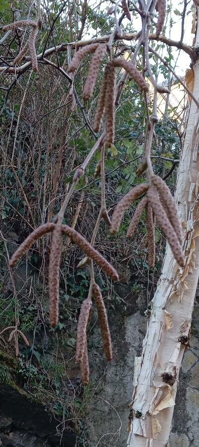 Betula utilis flower