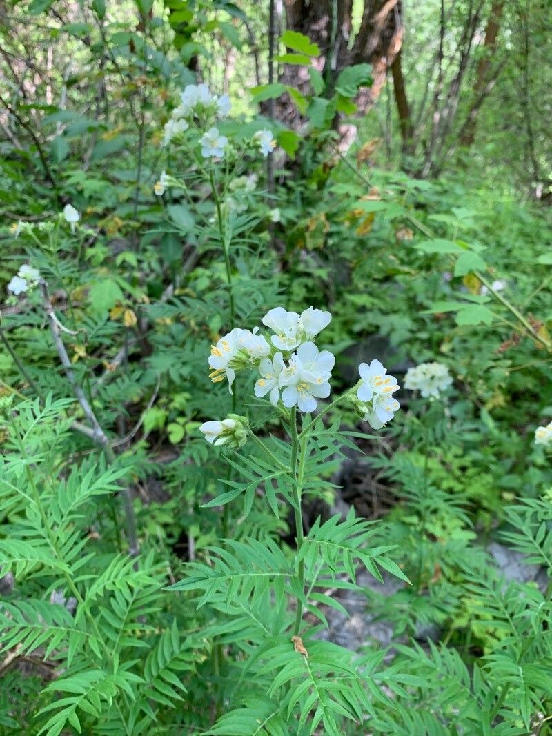 Polemonium foliosissimum flower