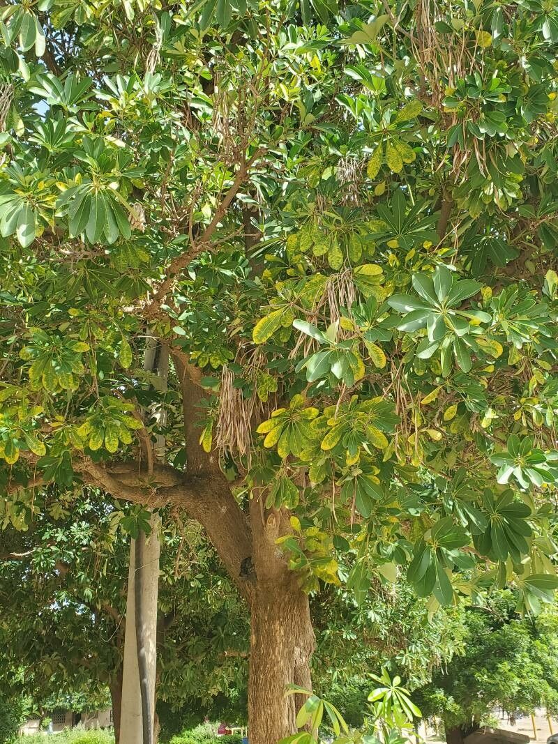 Alstonia congensis leaf