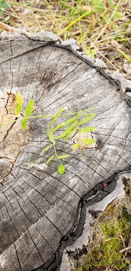 Vicia americana leaf