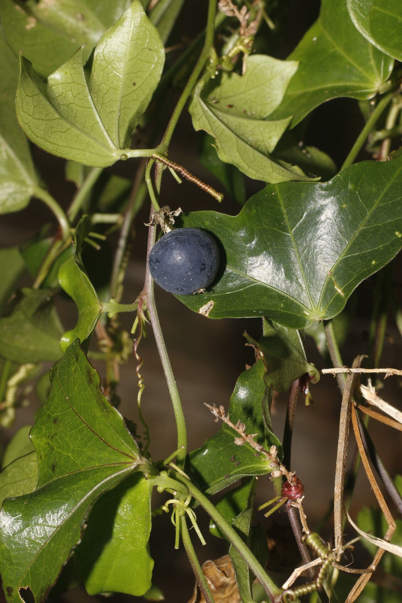 Passiflora obtusifolia fruit