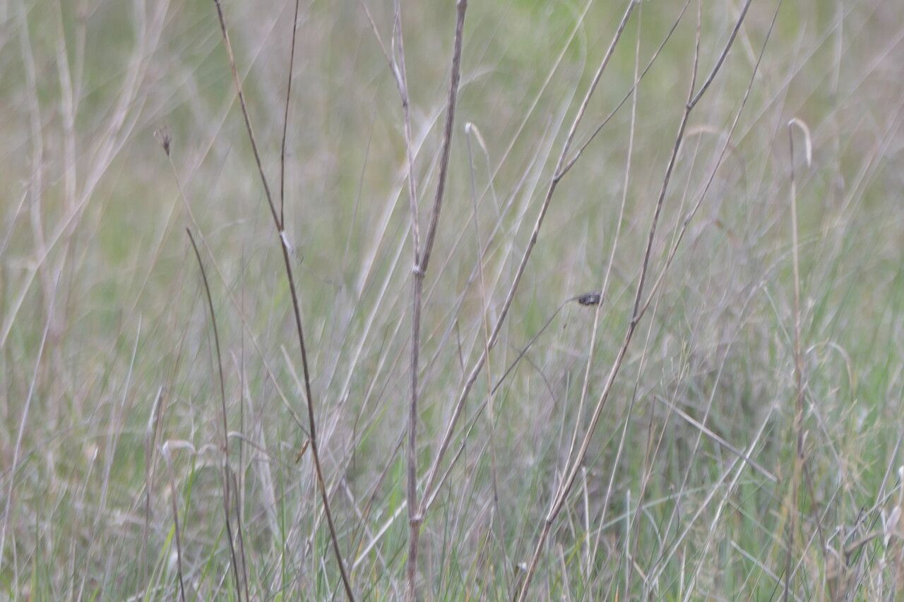 Daucus pusillus bark