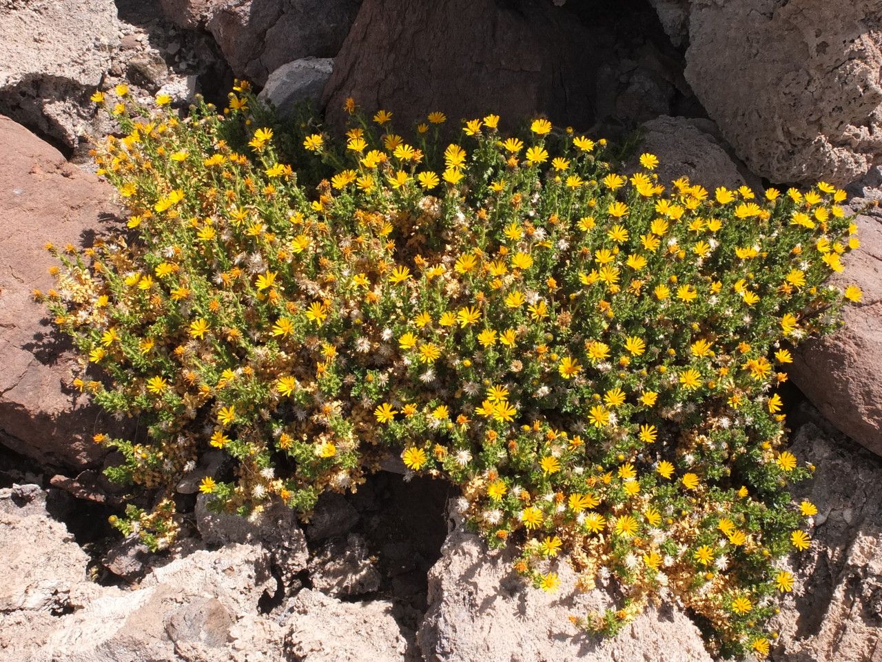 Haplopappus rigidus habit