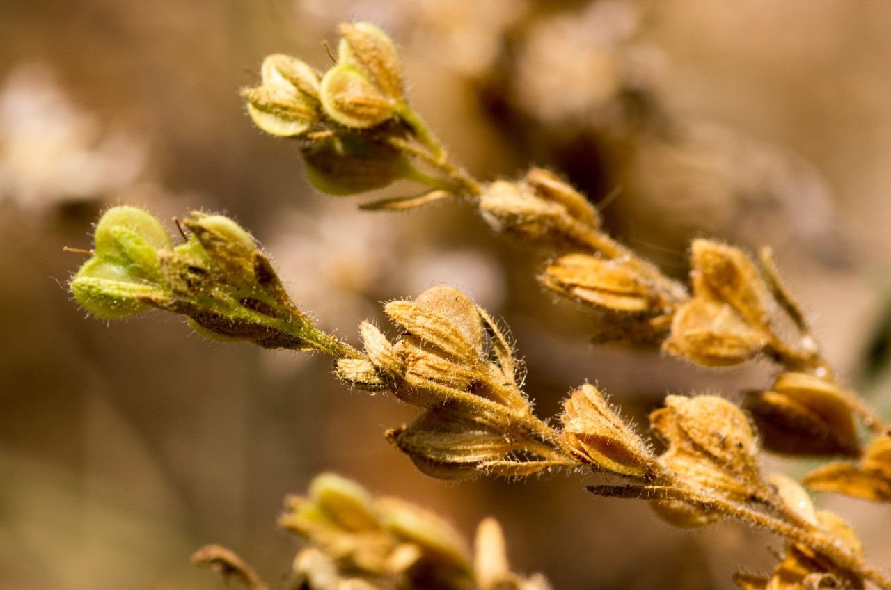 Veronica dillenii fruit
