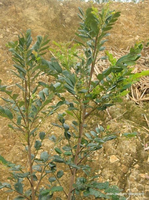 Phyllanthus buxoides habit