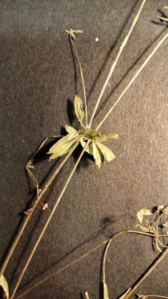 Galium marchandii leaf