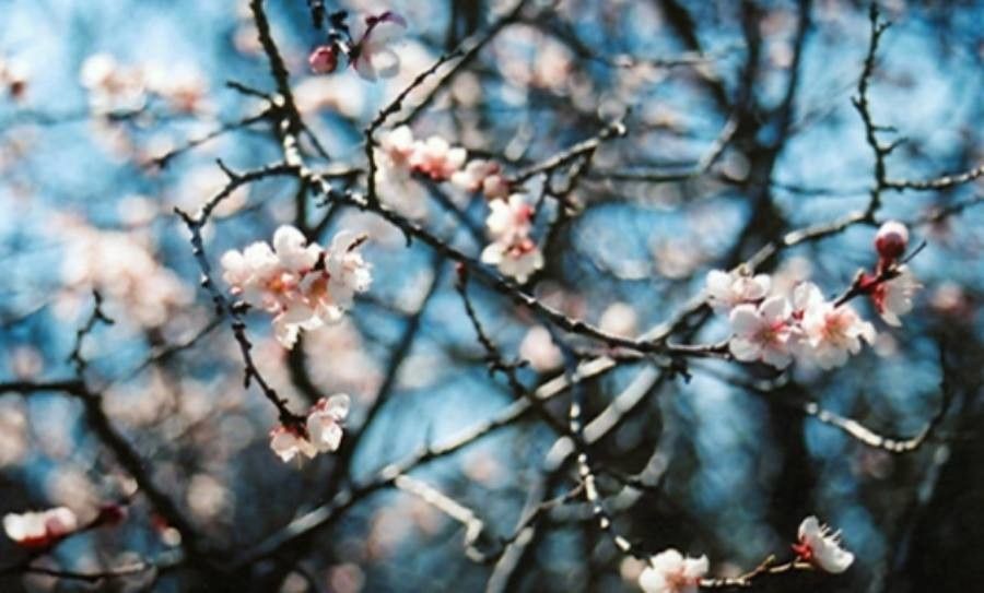 Prunus mandshurica flower