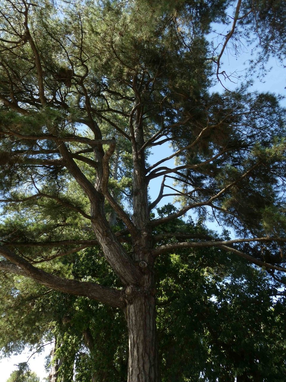 Pterocarpus angolensis