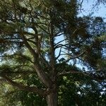 Pterocarpus angolensis