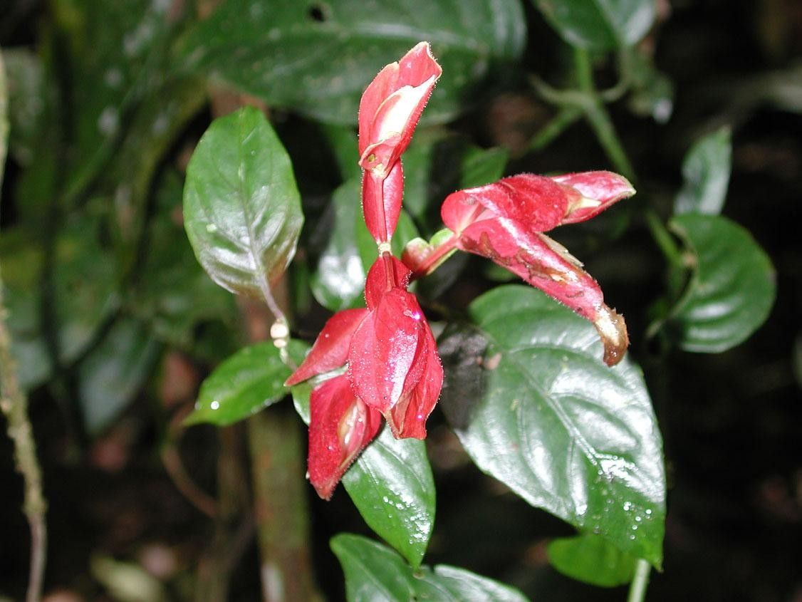 Justicia sarapiquensis flower