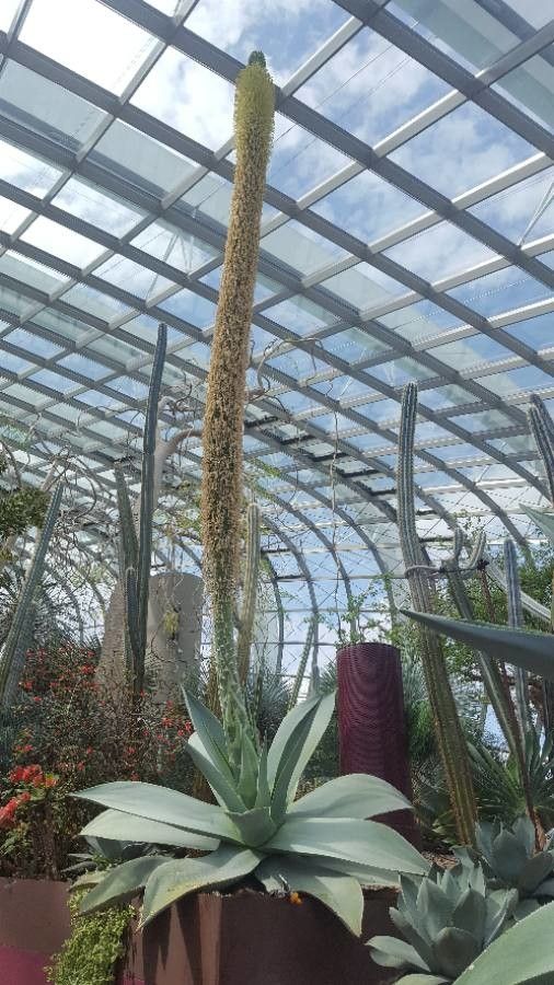 Agave guiengola flower