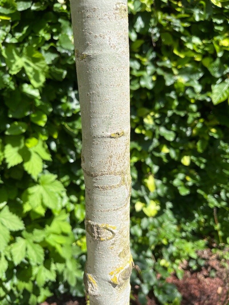 Quercus × cerrioides bark