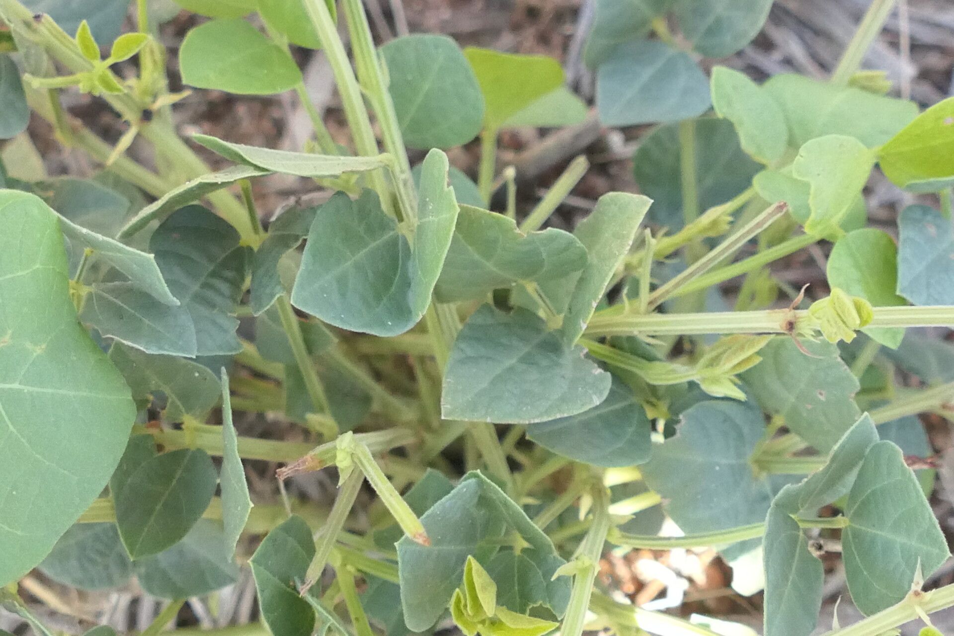 Rhynchosia sublobata — houseplant care guide