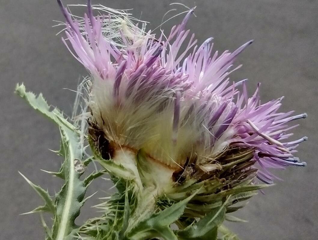 Carduus acanthoides fruit