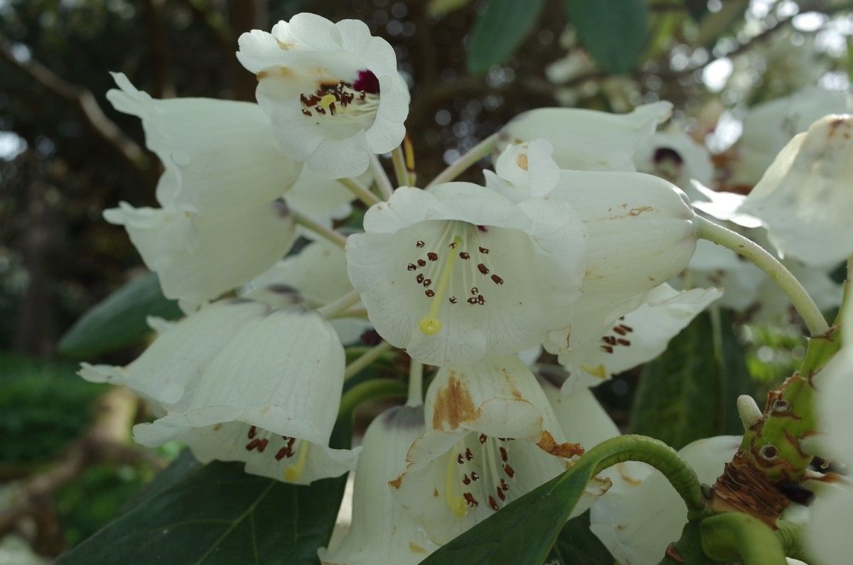 Rhododendron grande flower