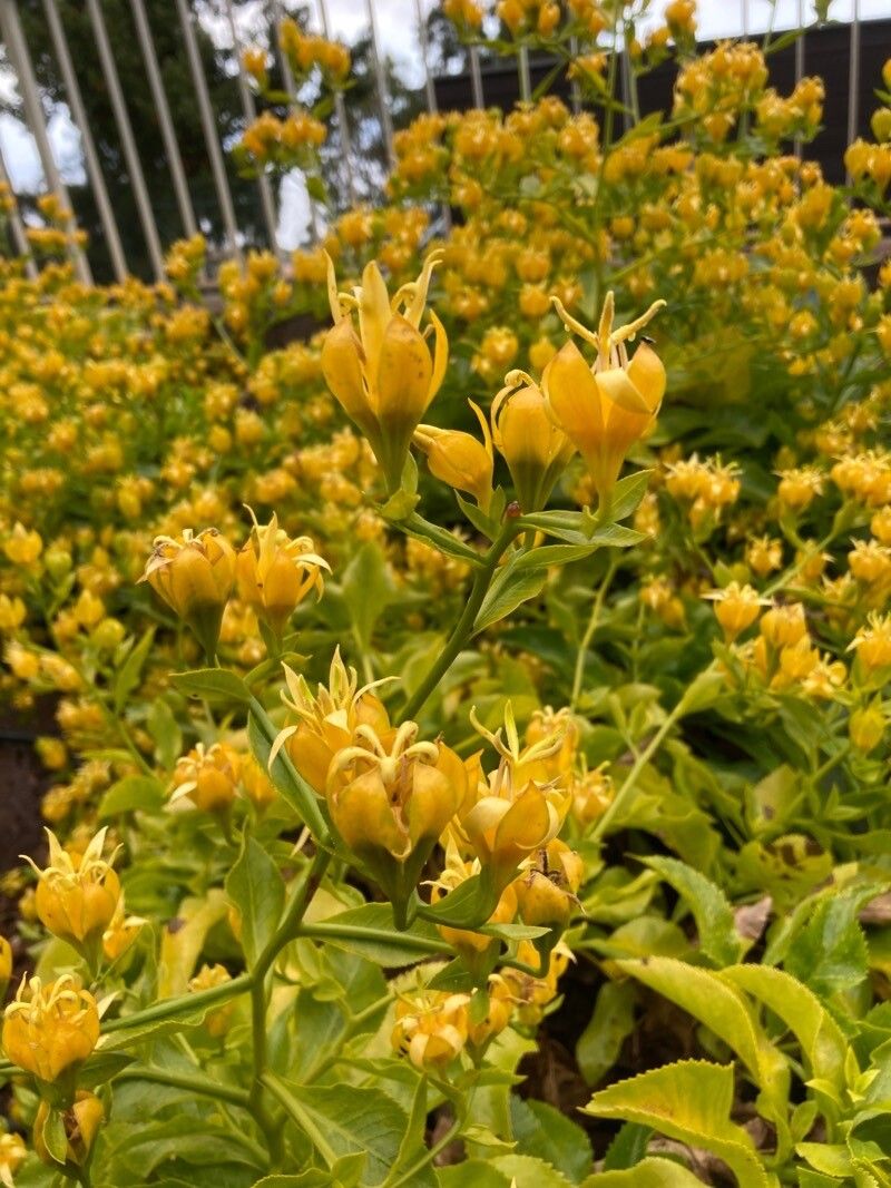 Musschia aurea flower