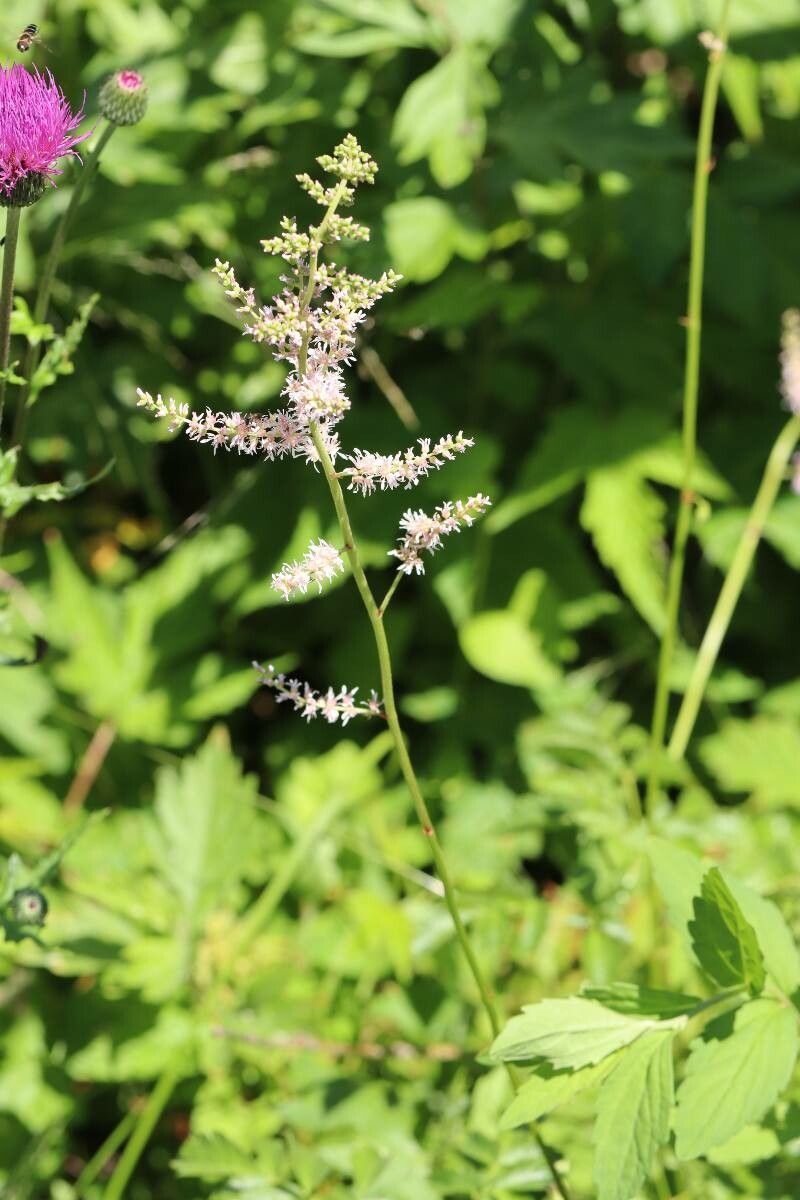 Astilbe microphylla — search result for 'Astilbe'
