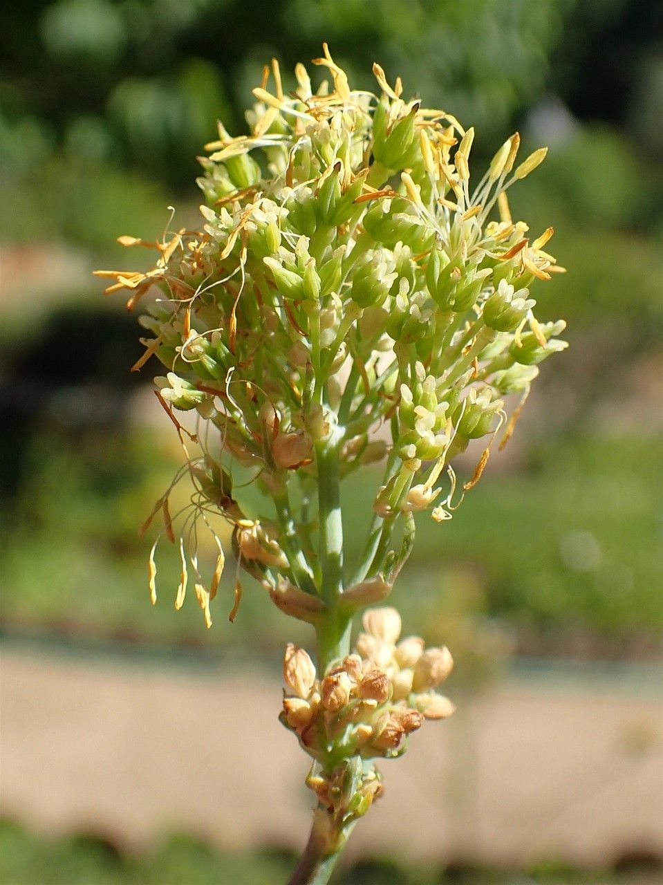 Thalictrum speciosissimum fruit