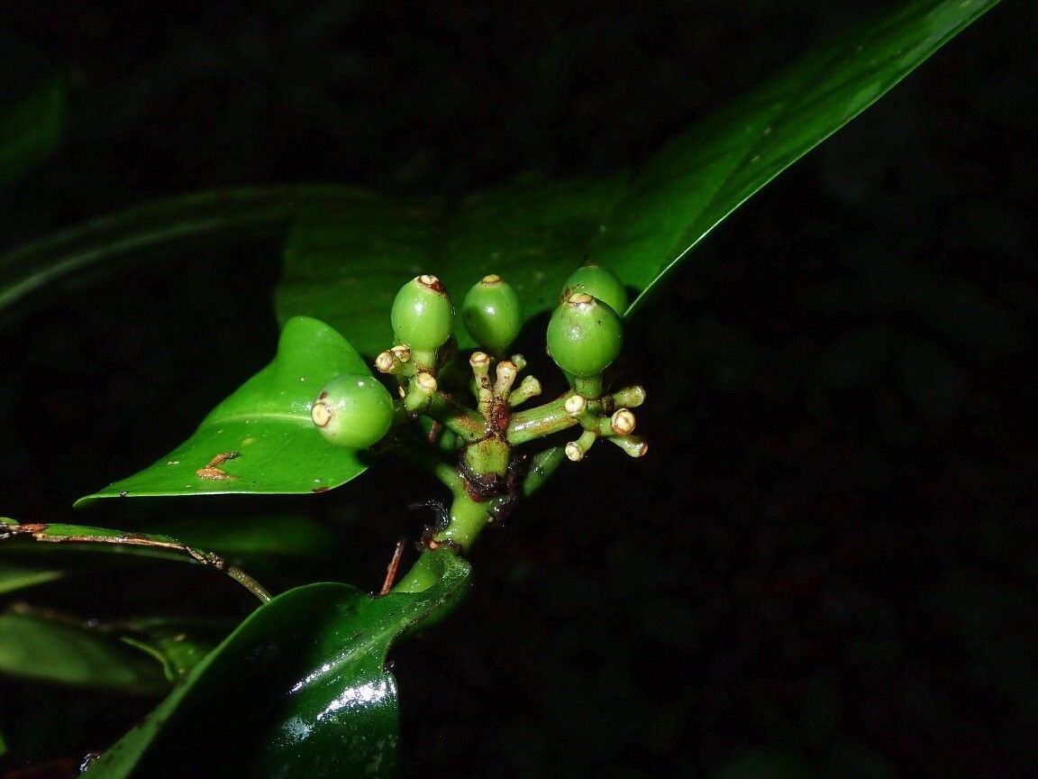 Psychotria bampsiana — houseplant care guide