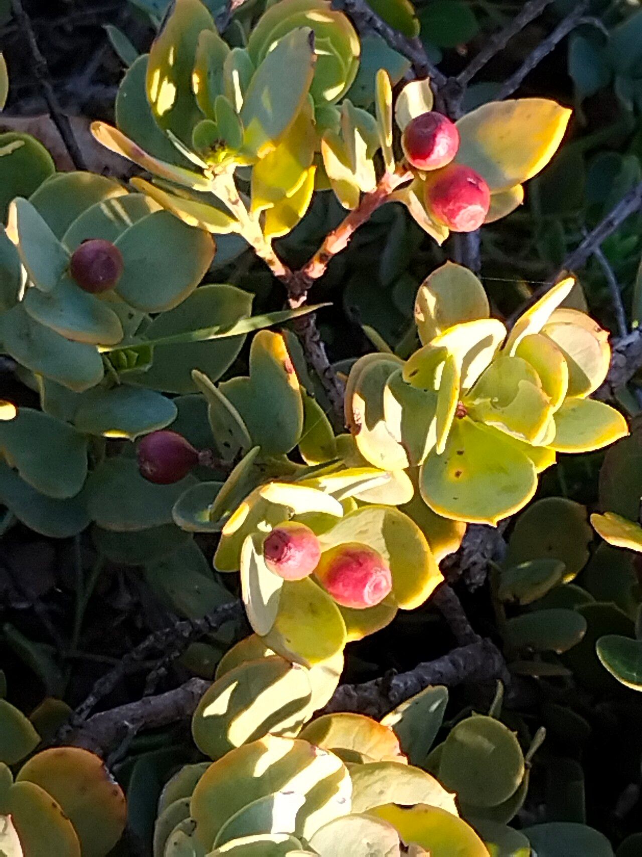 Osyris compressa fruit