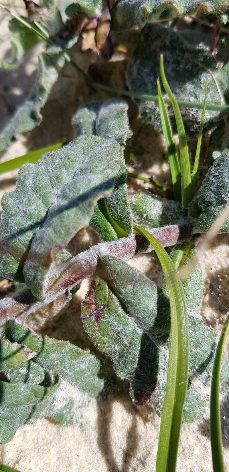Hieracium eriophorum bark