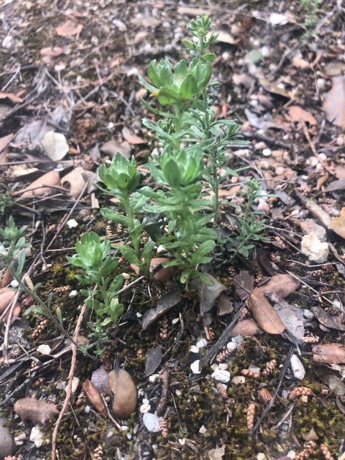 Filago pyramidata — search result for 'Germany'