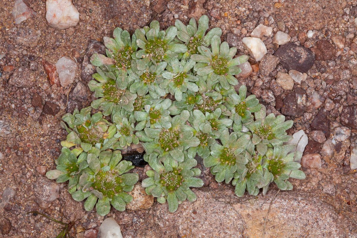 Filago pygmaea — clay tolerant houseplant