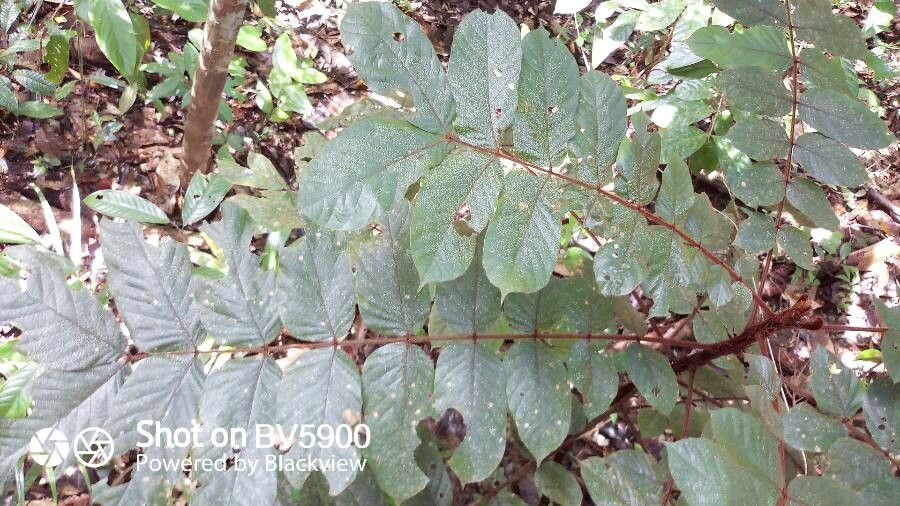 Tachigali guianensis leaf