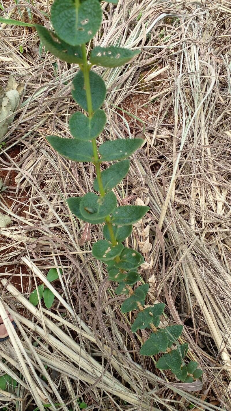 Lippia lacunosa habit