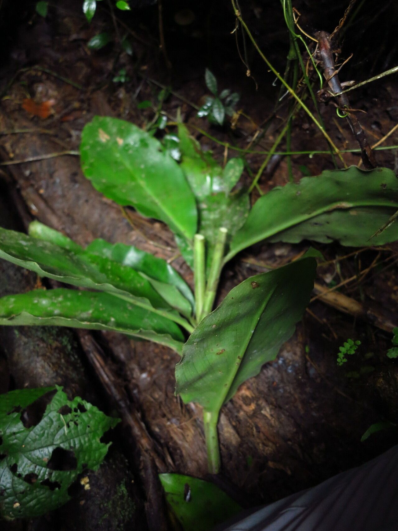 Costus maboumiensis — houseplant care guide