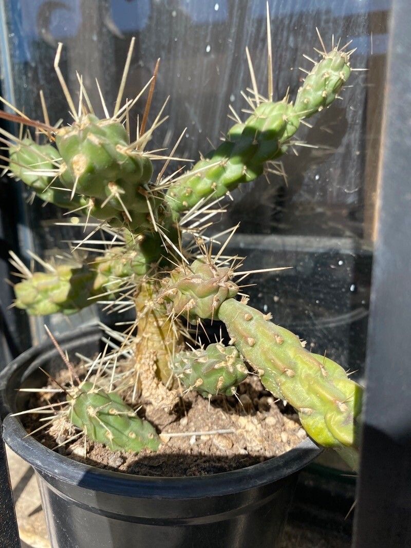 Grusonia schottii habit