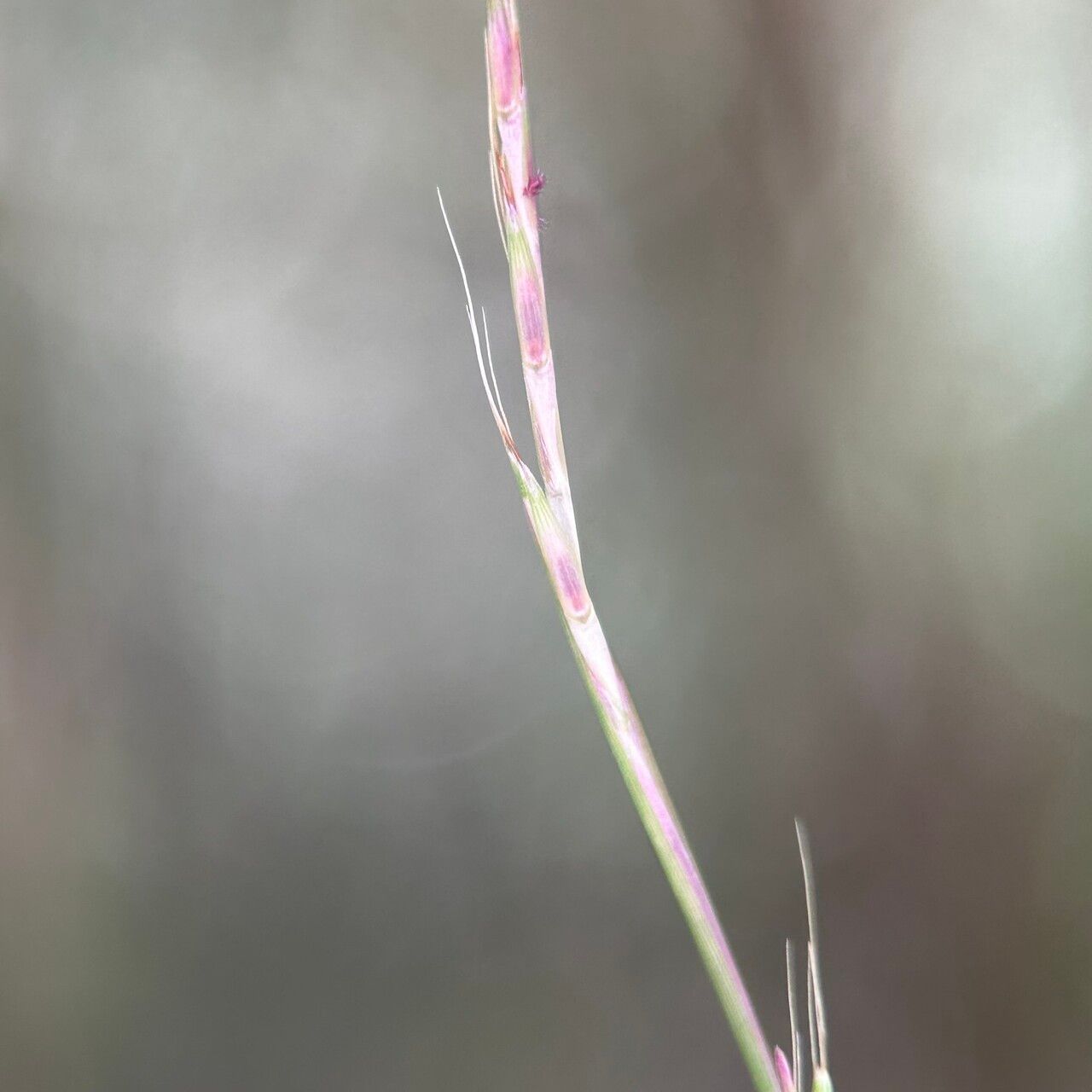 Schizachyrium brevifolium flower