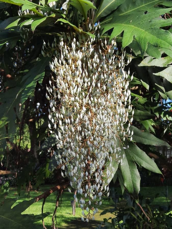 Bocconia frutescens fruit
