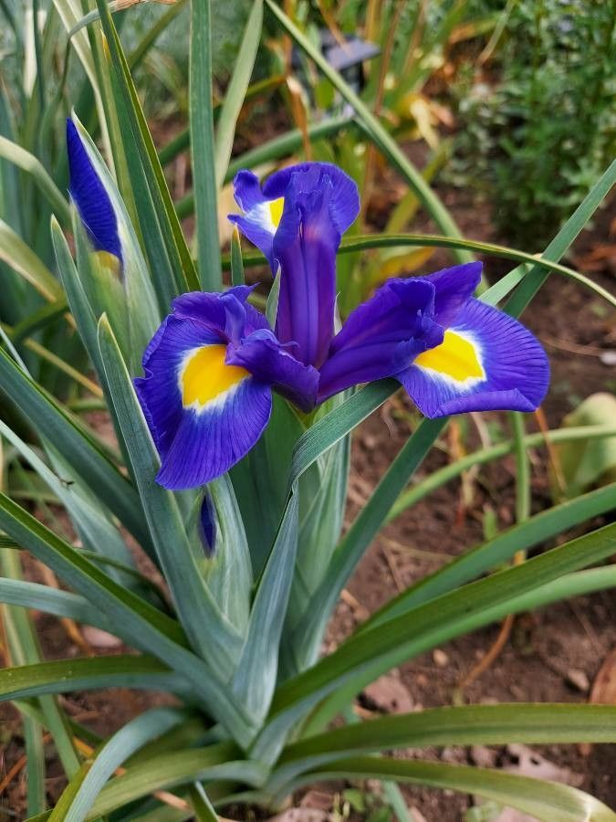 Iris xiphium flower